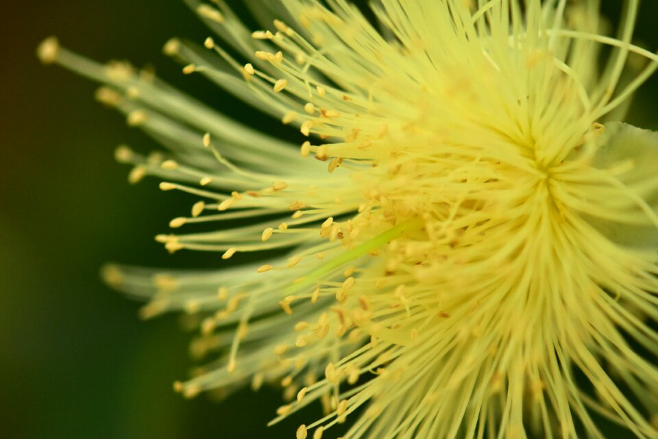 Macro flora outdoors