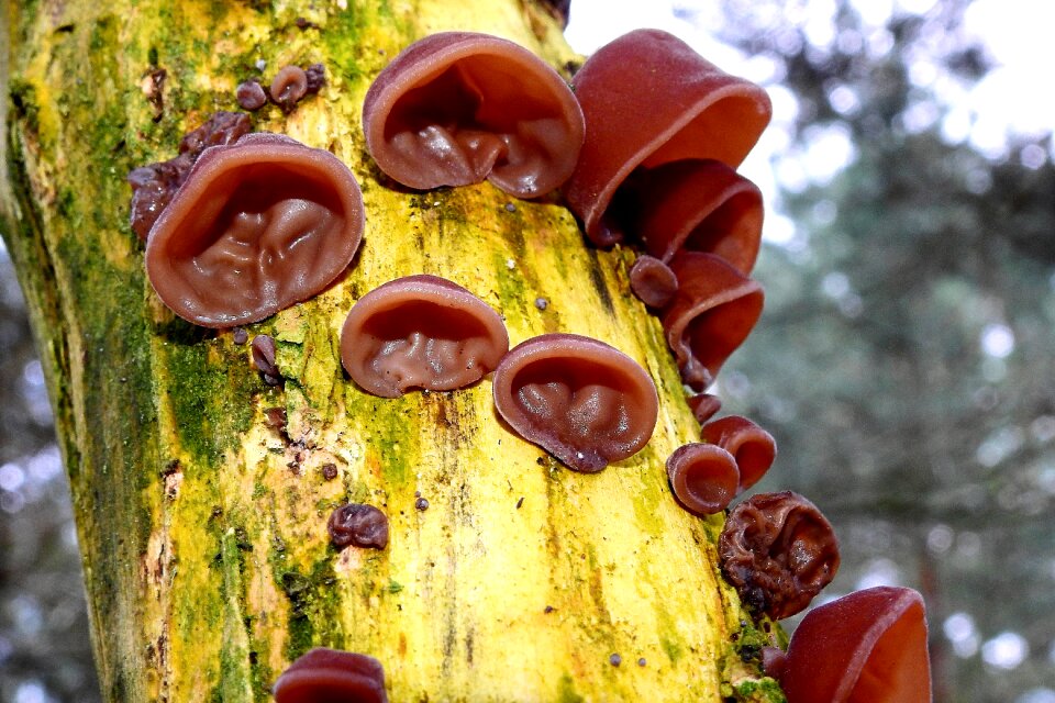 Closeup mushrooms tree