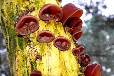 Closeup mushrooms tree