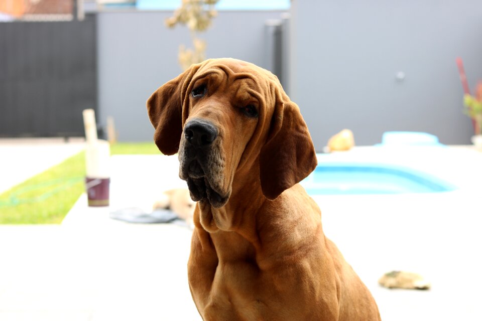 Sit pet canine