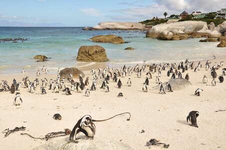 Sea sand penguins photo
