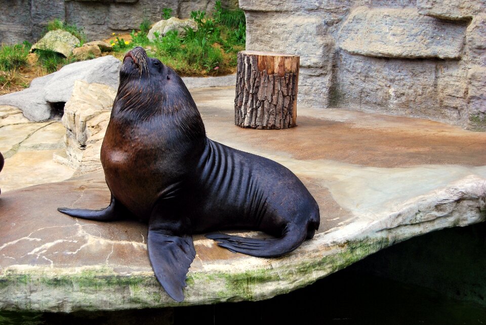 Foka zoo zoological garden