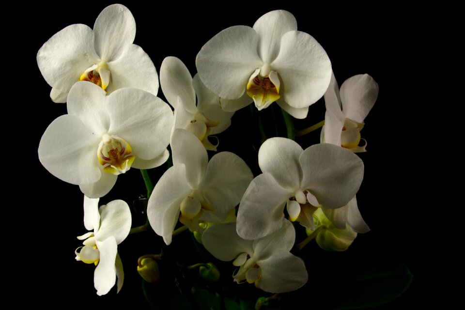 Plant petal floral