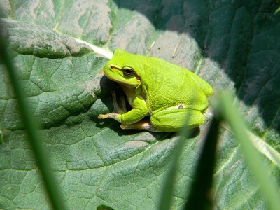 Frog green frog slovakia photo