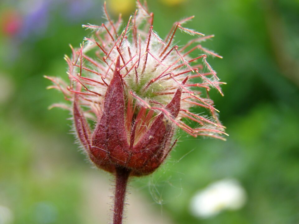 Potentilla palustris flower nature