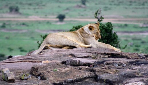 Wild lion africa photo
