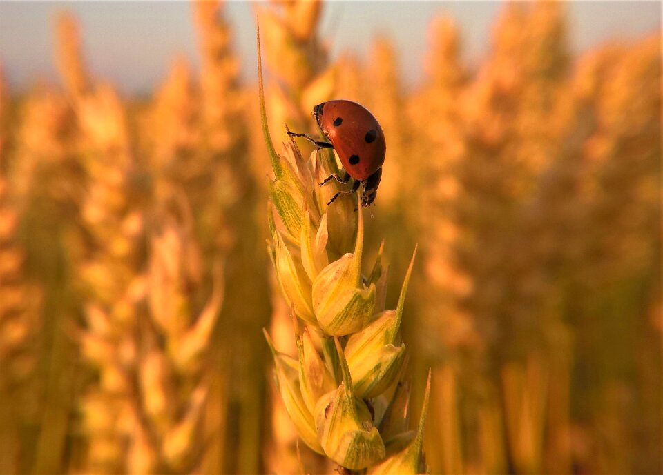 Wheat field flora early summer