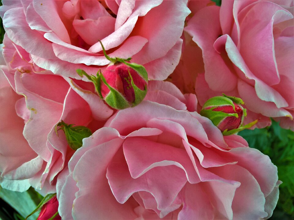 Petal love