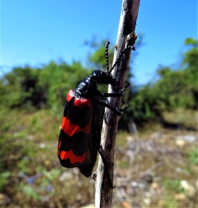 Striped animal nature