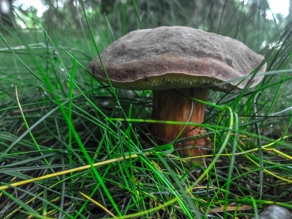 Nature mushroom plant