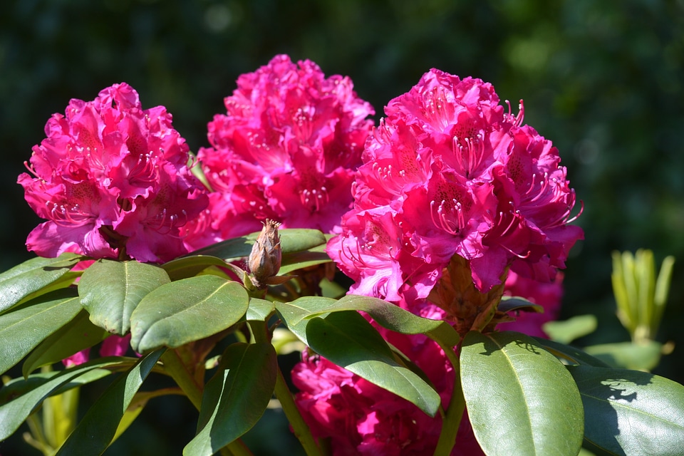 Evergreen shrub floral plant