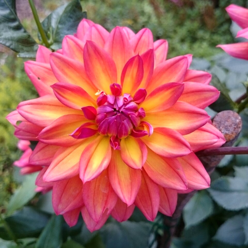 Petals summer beautiful