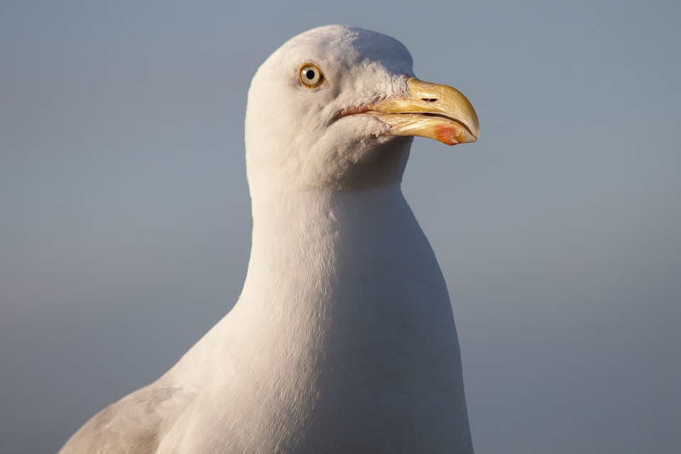 Plover like charadriiformes gull birds