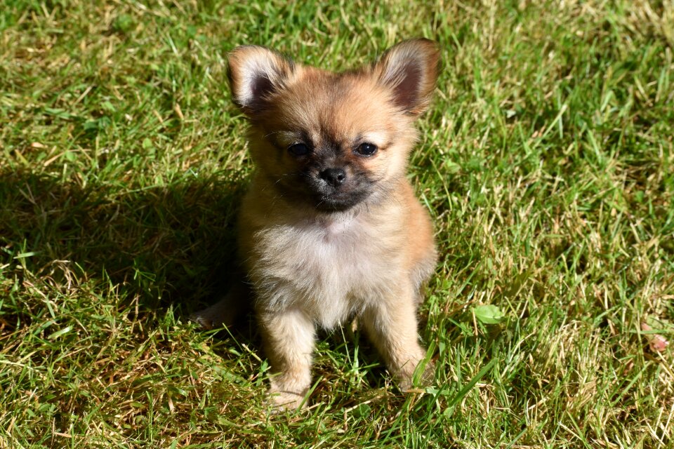 Grass mammal dog