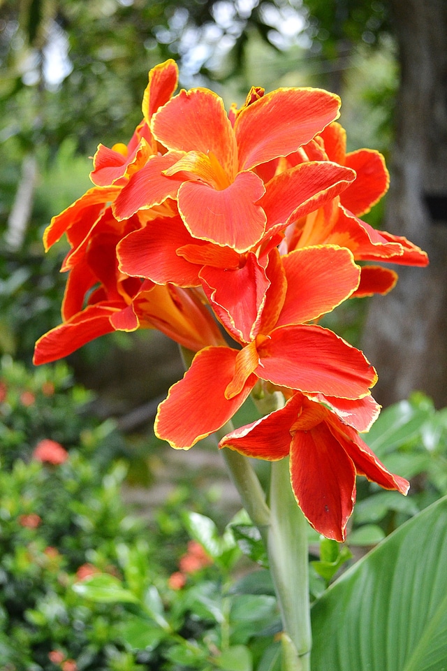 Flowers red blossoms