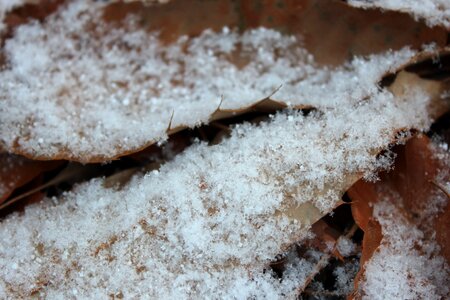 Decision frost the leaves
