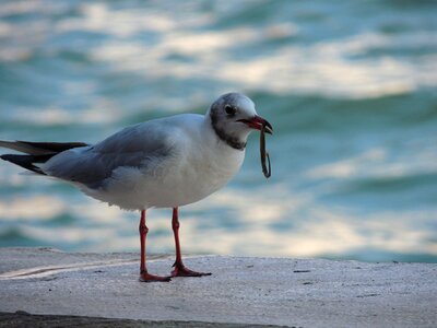 Breeding seagull birds photo