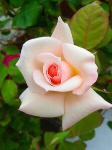 Garden nature rose