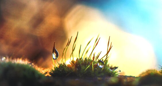 Drops of water forest green