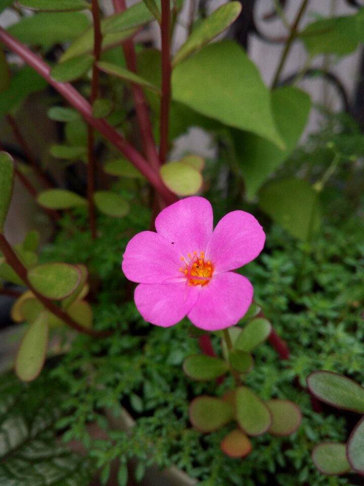 Garden flowering pink