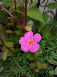 Garden flowering pink