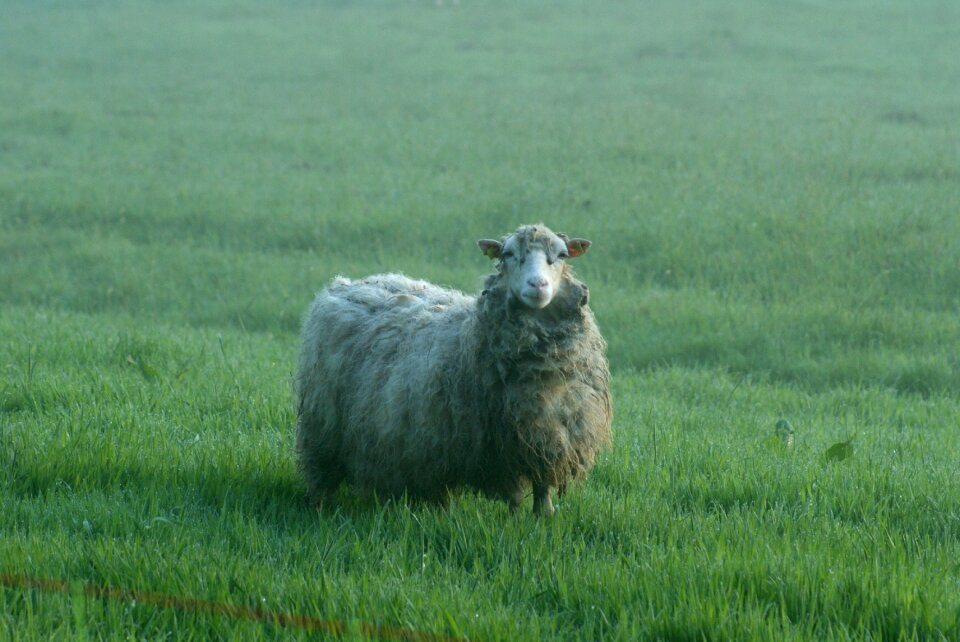 Animal field schaaf