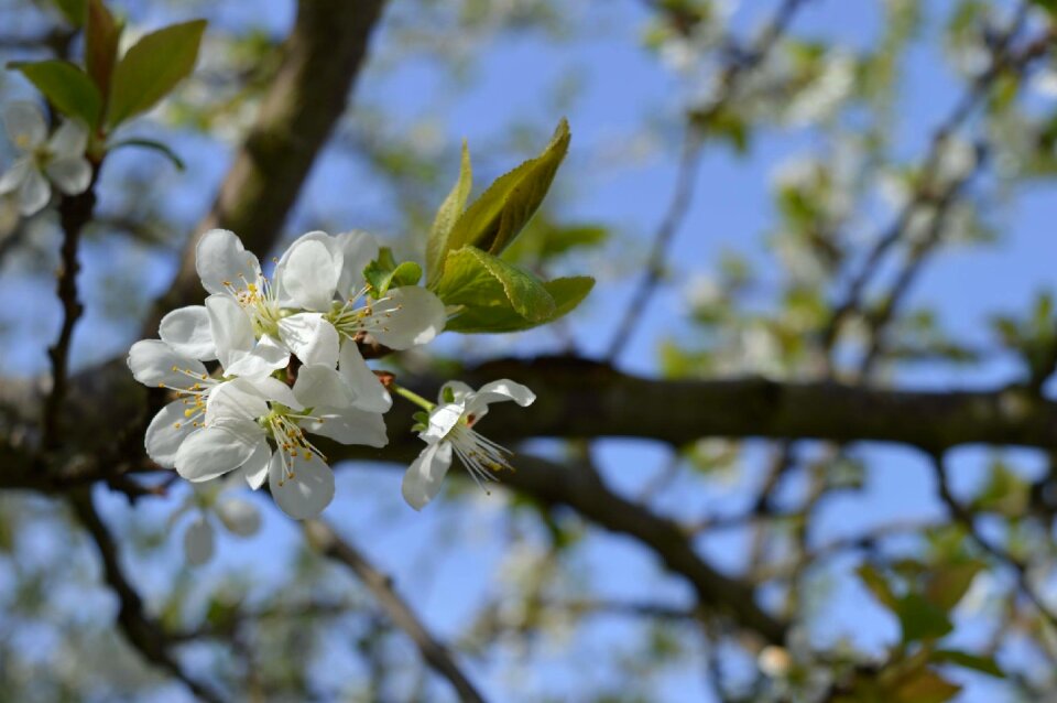 Flower cherry apple