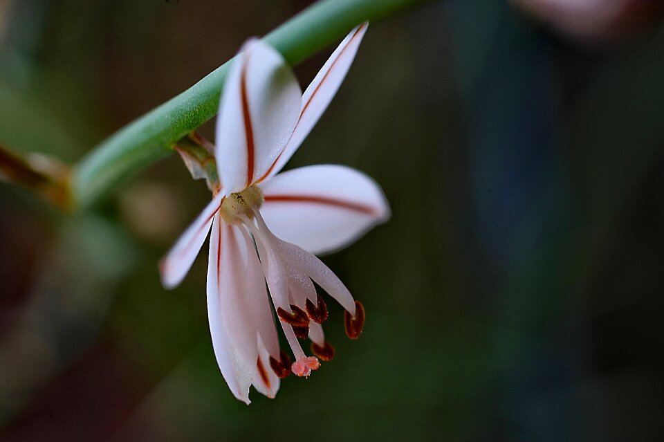 Flower outdoors plant