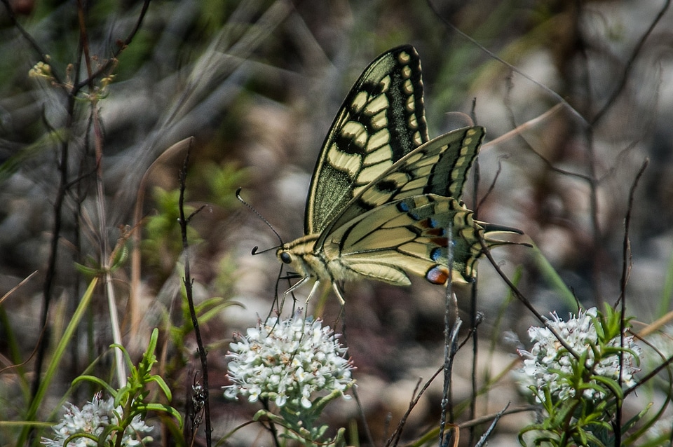 Dovetail wing nature