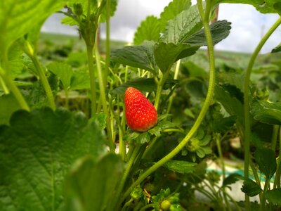 Nature garden strawberry