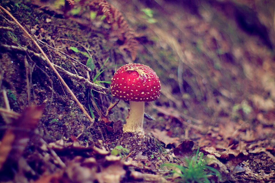 Outdoors wood