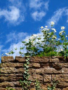 Outdoors summer garden