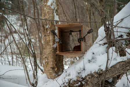 Trapper game forest
