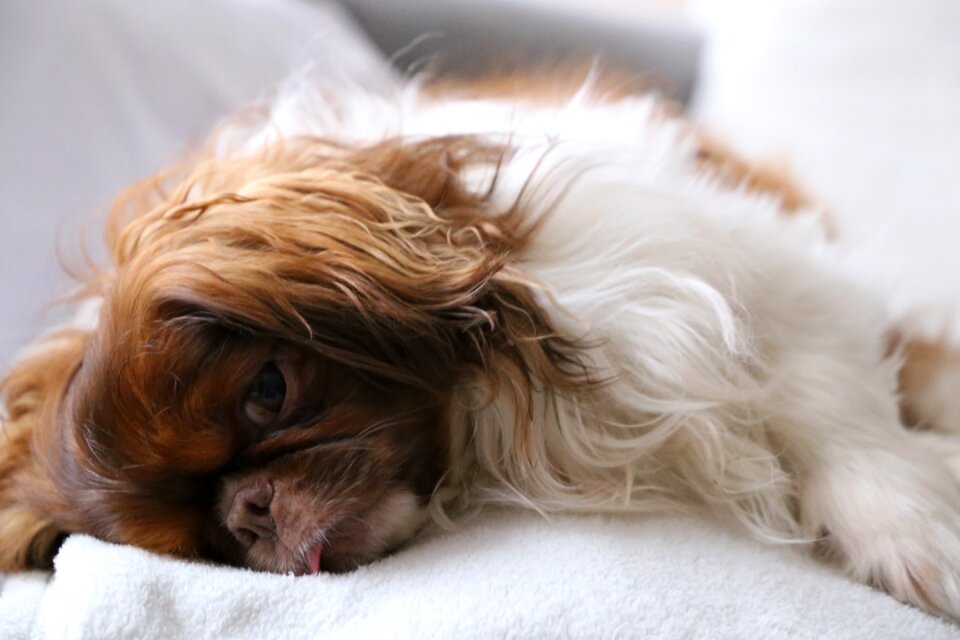 Puppy animal relax