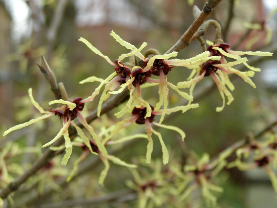 Nature bush garden photo