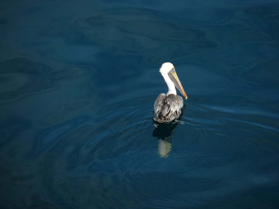Sea river nature