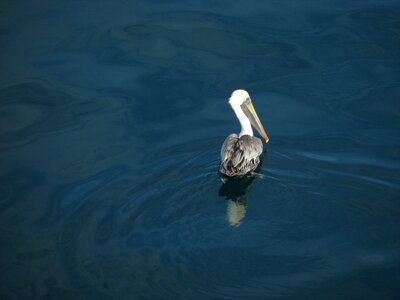 Sea river nature
