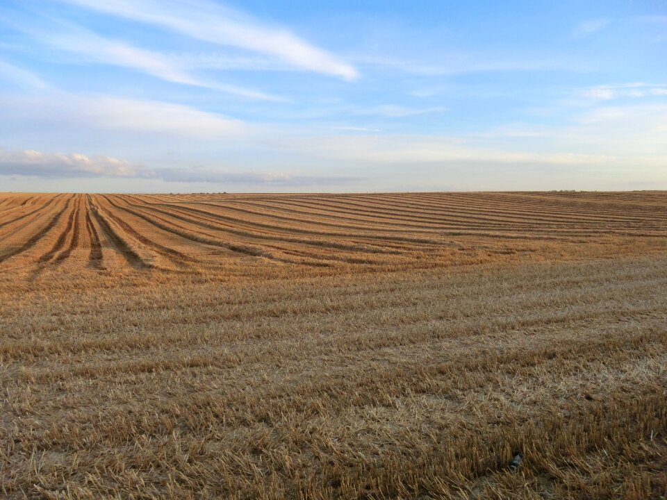 Field nature sky