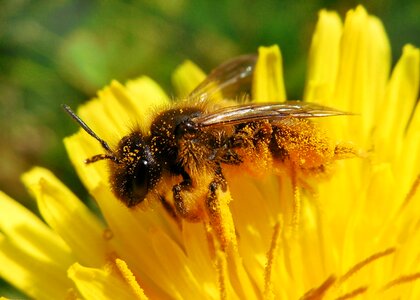 Pollen summer insect photo