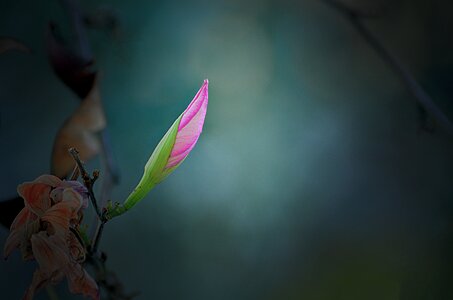 Invertebrate leaf desktop photo