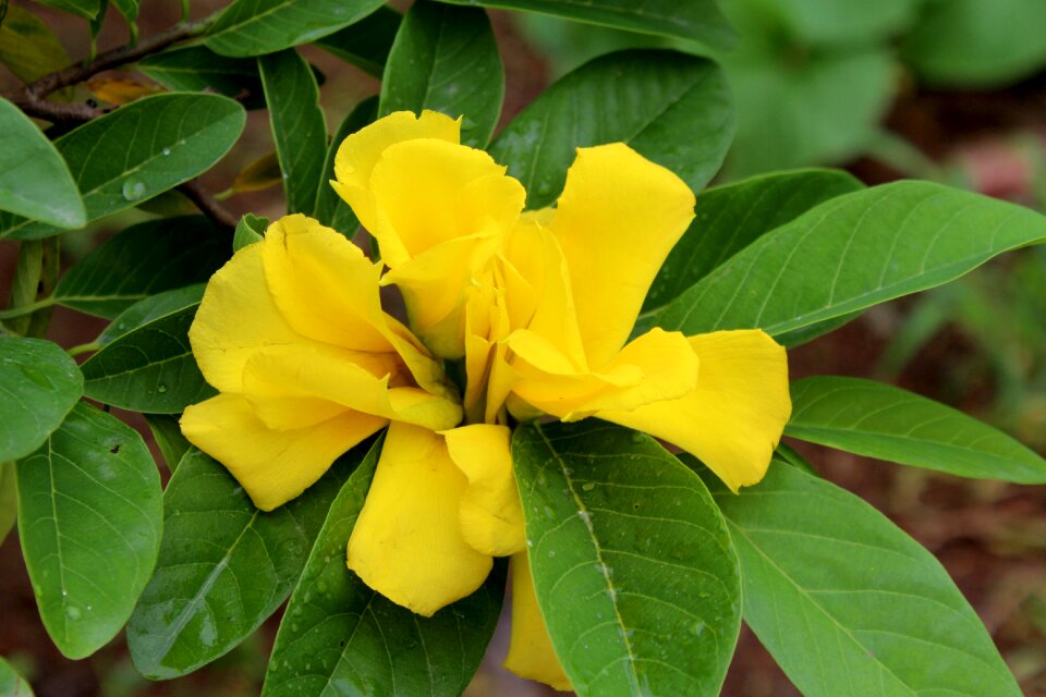 Flower garden yellow flower