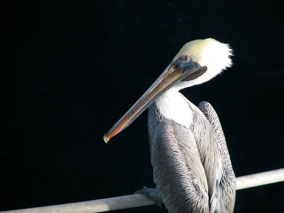 Nature one animalia