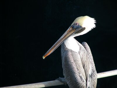 Nature one animalia