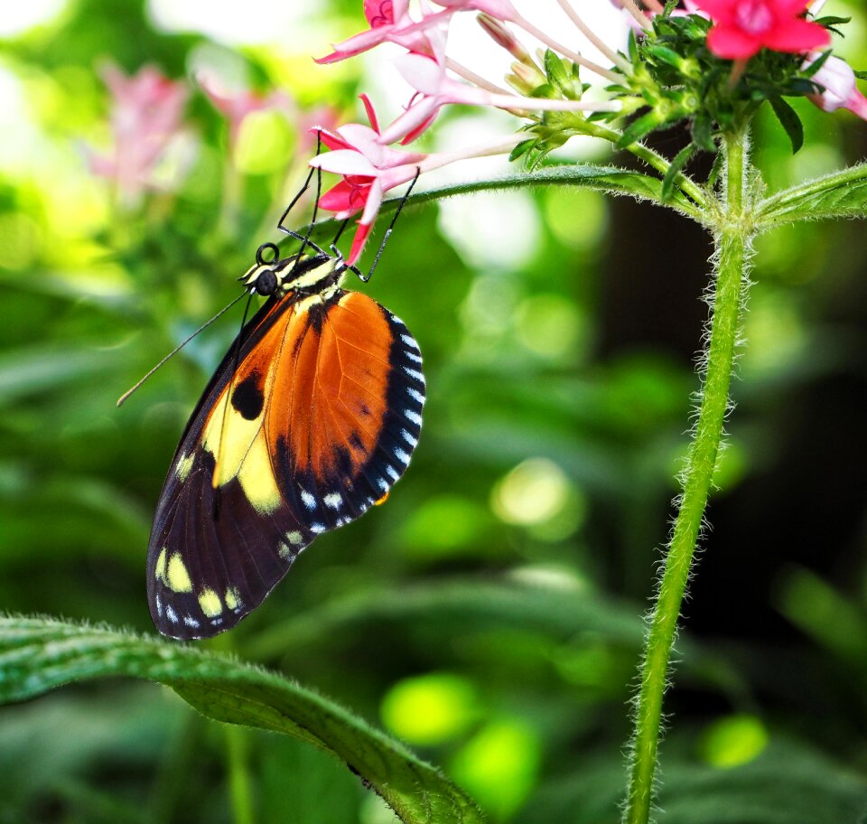 Flower summer garden photo