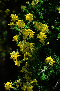 Sticky glandular broom adenocarpus viscosus endemic