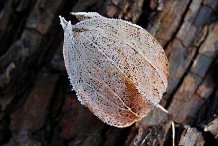 Tomatillo frost winter