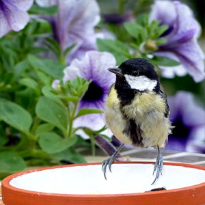 Parus major young hunger photo