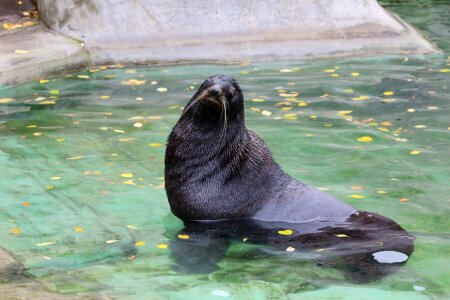 Swim sea seal