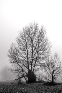 Fog winter photo