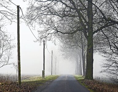 Bauerschaft arable rain row of trees photo